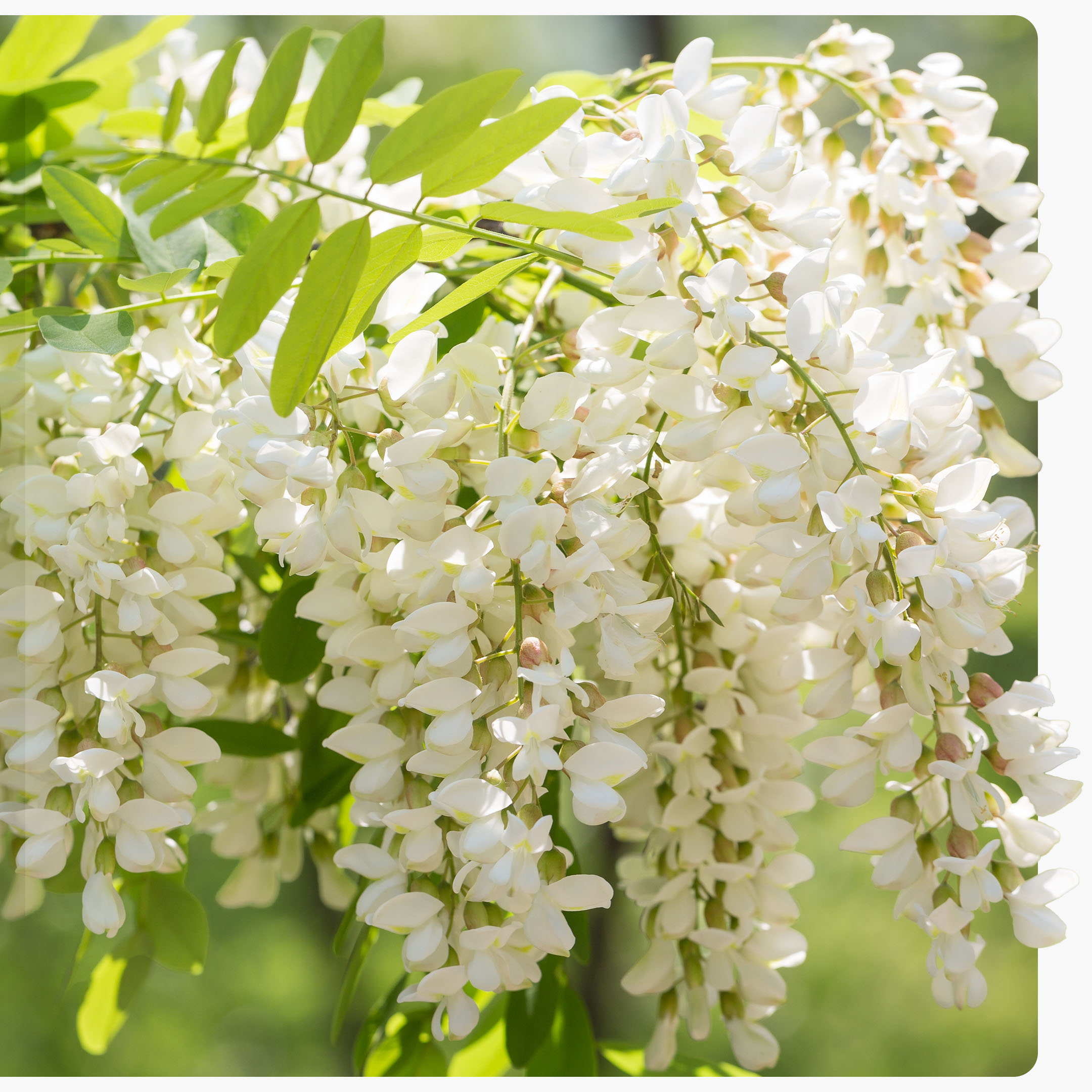 sophora japonica